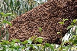 Loài đặc sản có tên "ngượng đỏ mặt", nay hoá mỏ tiền, nhiều người nuôi lãi to