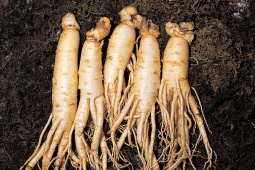 Nhân sâm Cao Ly lan tỏa xu hướng K-Healthcare tại hội chợ TP. Hồ Chí Minh﻿