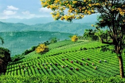 Lễ hội trà quốc tế 2025 - chuỗi hoạt động độc đáo kết nối văn hóa và động lực phát triển ngành trà