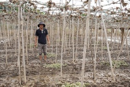 Thị trường - Tiêu dùng - Thủ phủ nho Ninh Thuận thiệt hại nặng sau lũ lịch sử