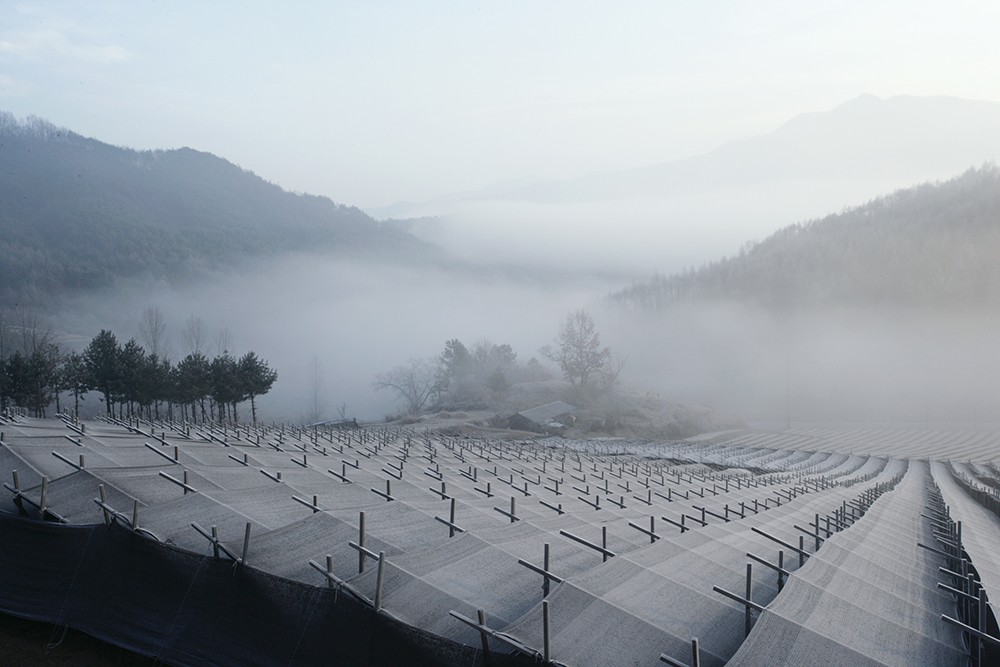 Toàn cảnh vùng trồng nhân sâm Cao Ly trên sườn núi phủ sương mù dày đặc. Ảnh: Hiệp hội Nhân sâm Hàn Quốc cung cấp