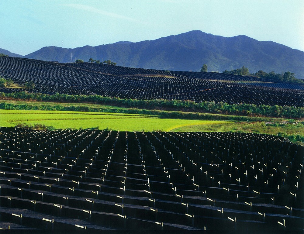 Ruộng nhân sâm được bố trí theo dạng bậc thang dưới hệ thống lưới che nắng, sinh trưởng trong môi trường miền núi không khí trong lành, biên độ nhiệt ngày – đêm lớn. Ảnh: Hiệp hội Nhân sâm Hàn Quốc cung cấp