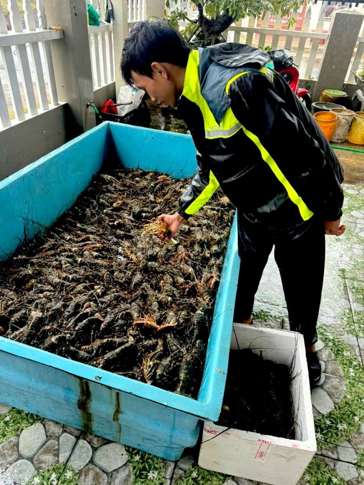 Tôm hùm bị chết do ngộp nước tại Sông Cầu, Đắk Lắk. Ảnh: NVCC