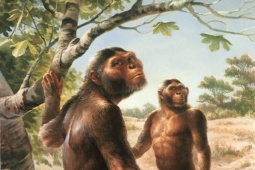 Phát hiện loài người cổ đại thứ hai sống cùng tổ tiên con người: Đi đứng kiểu khỉ, ăn uống kén chọn