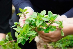 Thị trường - Tiêu dùng - Cây mọc dại nay trồng 4 tháng là thu hoạch, thành đặc sản mùa hè, dân hái bán quanh năm