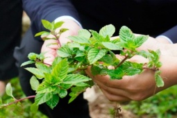 Cây mọc dại nay trồng 4 tháng là thu hoạch, thành đặc sản mùa hè, dân hái bán quanh năm