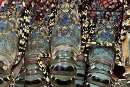 Trung Quốc ‘khoái’ tôm hùm xanh, Việt Nam thu hơn 700 triệu USD