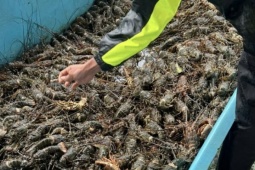 Hơn 20 triệu con tôm hùm chết sau lũ, người nuôi trắng tay trước Tết