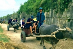 Du lịch - Du khách thích thú trải nghiệm xe trâu, ngắm cảnh bình yên quanh Thành nhà Hồ