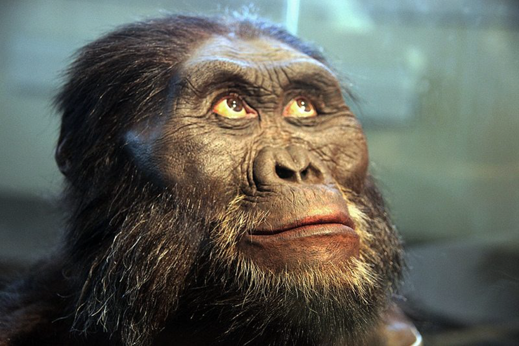 Tổ tiên Lucy của loài người (Australopithecus afarensis).