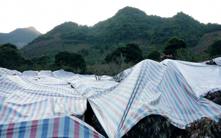 Người dân phủ bạt cho diện tích cây cà phê. Ảnh: Báo Sơn La