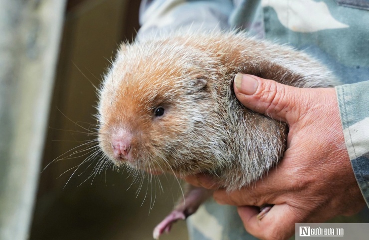 Hiện, trang trại của ông Chiến đã có 60 ô chuồng với tổng đàn khoảng 130 con, bao gồm 3 loại chính là dúi mốc, dúi má đào và dúi bản địa. Mỗi năm cho thu nhập trên 100 triệu đồng. Đây là mô hình kinh tế dễ làm, ít rủi ro, chi phí thức ăn thấp,…nên nhiều người đã tìm đến học hỏi. Ông Chiến cũng sẵn lòng chia sẻ kinh nghiệm, hướng dẫn kỹ thuật cho họ.