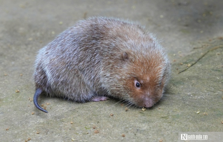 Trao đổi với Người Đưa Tin, bà Kha Thị Hiền – Phó Chủ tịch UBND xã Tam Quang cho biết, mô hình nuôi dúi rất phù hợp với điều kiện của địa phương. Đặc biệt, nuôi dúi có thể tận dụng được nguồn thức ăn có sẵn trên địa bàn nên giá thành rẻ, mà lợi nhuận lại cao. Địa phương cũng đang khuyến khích người dân nhân rộng mô hình để nuôi dúi theo hướng hàng hóa, giúp người dân phát triển kinh tế, giảm nghèo bền vững. Tuy nhiên, việc nuôi dúi phải tuân thủ nghiêm các thủ tục pháp lý với Chi cục Kiểm Lâm, nguồn gốc con giống phải rõ ràng.