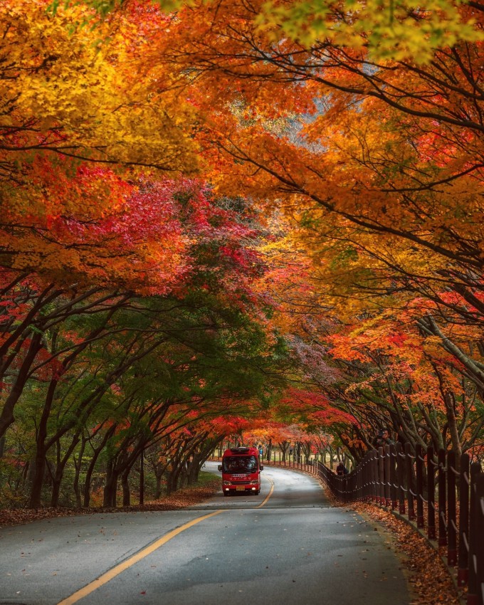 Con đường dẫn vào vườn quốc gia Naejangsan - điểm đến nổi tiếng nhất nhì tại Jeonbuk. Ảnh: dongnejjicsa