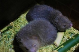 Thị trường - Tiêu dùng - Người dân miền núi Nghệ An thu lời cao từ con siêu gặm nhấm