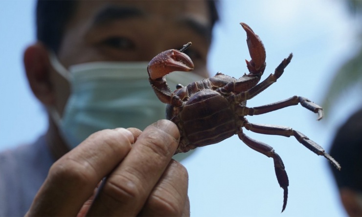 Theo người dân địa phương, cua núi có vị ngọt tự nhiên nhờ ăn lá cây rừng và côn trùng. Mùa mưa là thời điểm cua phát triển mạnh, xuất hiện nhiều con già với mai tím sẫm và những đốm lông đặc trưng rất đẹp mắt.