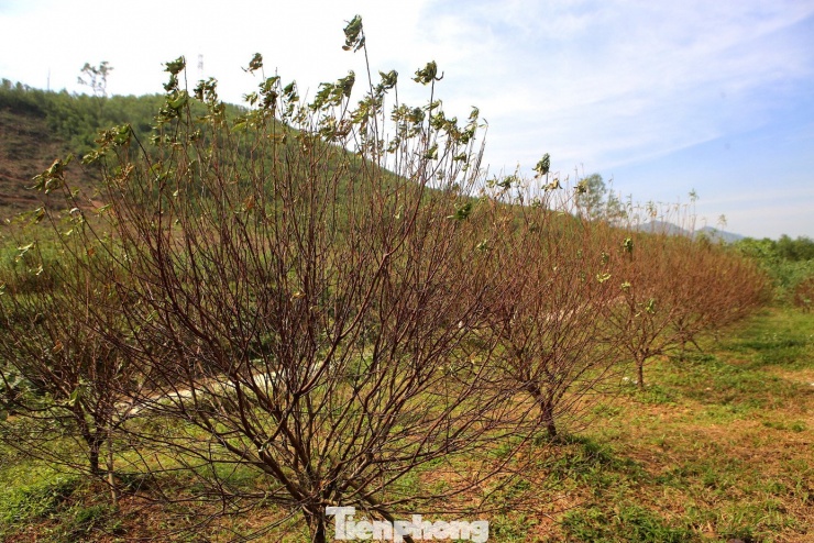 Tại “thủ phủ” trồng đào xã Toàn Lưu (Hà Tĩnh), đợt mưa lớn kết hợp bão số 10 vừa qua đã khiến nhiều gốc đào bị quật gãy, đổ ngã và đến nay chết khô hàng loạt. Đáng lo ngại, phần lớn diện tích bị thiệt hại là những vườn đào chuẩn bị phục vụ thị trường Tết.