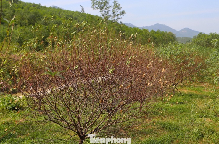 Đào chết khô sau mưa bão, nông dân thất thần lo mất vụ Tết - 3