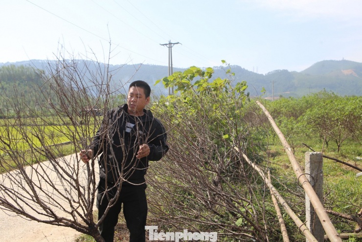 Nhiều hộ trồng đào cho biết họ đã dồn toàn bộ vốn liếng, công sức suốt cả năm để chăm sóc, tạo dáng cho cây, hy vọng thu được nguồn thu chính vào dịp cuối năm. Thế nhưng chỉ sau đợt mưa lớn kéo dài, nhiều vườn đào chết hàng loạt, người dân buộc phải chặt bỏ.