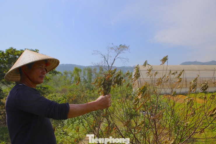 Gia đình ông Bùi Công Phương (56 tuổi), trú tại xã Toàn Lưu, có hơn 700 gốc đào trồng trên diện tích gần 1ha. Thế nhưng đợt mưa lũ, bão vừa qua đã khiến hàng loạt cây bị bật gốc, úng rễ rồi chết dần. Đến thời điểm hiện tại, tình trạng héo chết vẫn chưa dừng lại.