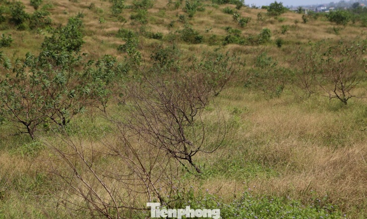 Khoảng 3 tháng nữa là đến Tết, thế nhưng, hàng loạt gốc đào từ 3-5 năm tuổi phục vụ nhu cầu thị trường dịp Tết đã héo khô, chết hàng loạt khiến người trồng đào chỉ biết ngậm ngùi xót xa.