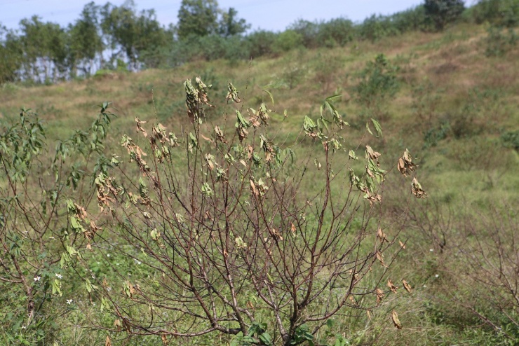 Tại xã Toàn Lưu có hơn 110ha trồng hoa, cây cảnh. Trong đó, có hơn 600 hộ dân trồng đào với diện tích khoảng 108ha, tập trung ở thôn Kim Sơn, Xuân Sơn. Mỗi năm nơi đây cung cấp cho thị trường Tết hàng nghìn gốc đào và hoa cúc các loại. Tuy nhiên thiệt hại sau mưa lũ khiến nhiều hộ dân mất Tết khi không có nguồn thu nhập.