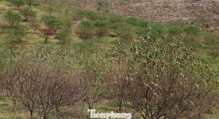 Ngoài thiệt hại về số lượng, người trồng đào còn phải đối mặt với nỗi lo về chất lượng hoa của những cây còn sót lại. Sau đợt bão, nhiều cây bị suy yếu, phát triển chậm, khó nở hoa đúng dịp Tết.