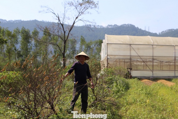 "Gia đình tôi có hơn 700 gốc đào trồng trên diện tích gần 1 ha. Đến thời điểm hiện tại, tình trạng héo chết vẫn chưa dừng lại. Khoảng 500 gốc đào đã chết và không còn khả năng phục hồi, ước tính thiệt hại lên tới hàng trăm triệu đồng. Đợt mưa lớn kéo dài, nước ngấm sâu vào đất khiến cây suy kiệt nhanh, đặc biệt là những gốc đào 3–5 năm tuổi vốn đã vào thời kỳ cho giá trị kinh tế cao. Công sức chăm sóc cả năm gần như mất trắng", ông Phương chia sẻ.