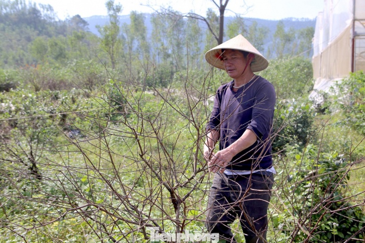 Theo thống kê, riêng tại thôn Kim Sơn đã có hơn 30.000 gốc đào từ 1 - 3 năm tuổi bị chết. Người dân trong thôn đang đối mặt với một cái Tết vô cùng khó khăn.