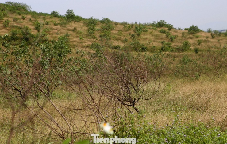 Đào chết khô sau mưa bão, nông dân thất thần lo mất vụ Tết - 9