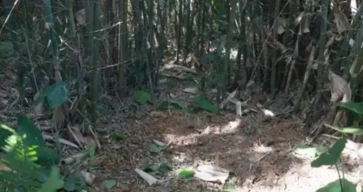 Một người dân đã phát hiện ra chiếc trống đồng nghìn năm tuổi khi đang đào giun trong một rừng tre ở làng Hà Bắc. (Ảnh/Nanguo Jinbao)