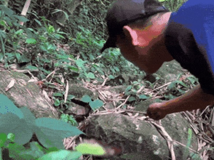 Tuyệt chiêu 'câu' loài đặc sản được du khách săn đón ở núi Cấm