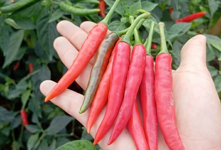 Quả ớt có nhiều tác dụng tốt cho sức khỏe. Ảnh: Thanh Thuận