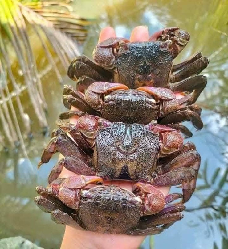 Ở Cà Mau, giữa bạt ngàn rừng đước, rừng mắm xanh thẳm, có một loài nghe tên lạ tai nhưng lại gắn bó với người dân từ lâu, đó là con ba khía.
