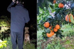 Khách xếp hàng để được vào trộm quýt, chủ vườn kiếm bộn