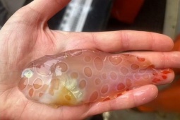 Tin tức sức khỏe - 3 loại cá đang ‘làm mưa làm gió’ vì công dụng bổ xương khớp cực bất ngờ!