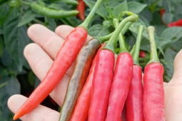 Quả ớt giúp trường thọ nhưng 5 nhóm người không nên ăn