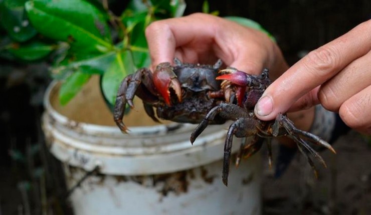 Tên gọi “ba khía” ra đời từ chính ngoại hình đặc trưng của nó: trên mai thường có ba vệt khía nhỏ rõ rệt, tạo dấu ấn khiến người dân nhớ mãi mà đặt tên luôn cho tiện.