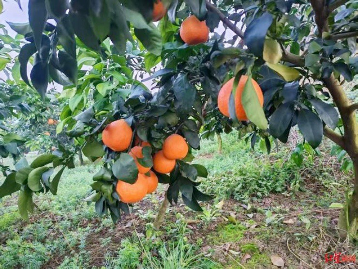 Ảnh: Red Star News