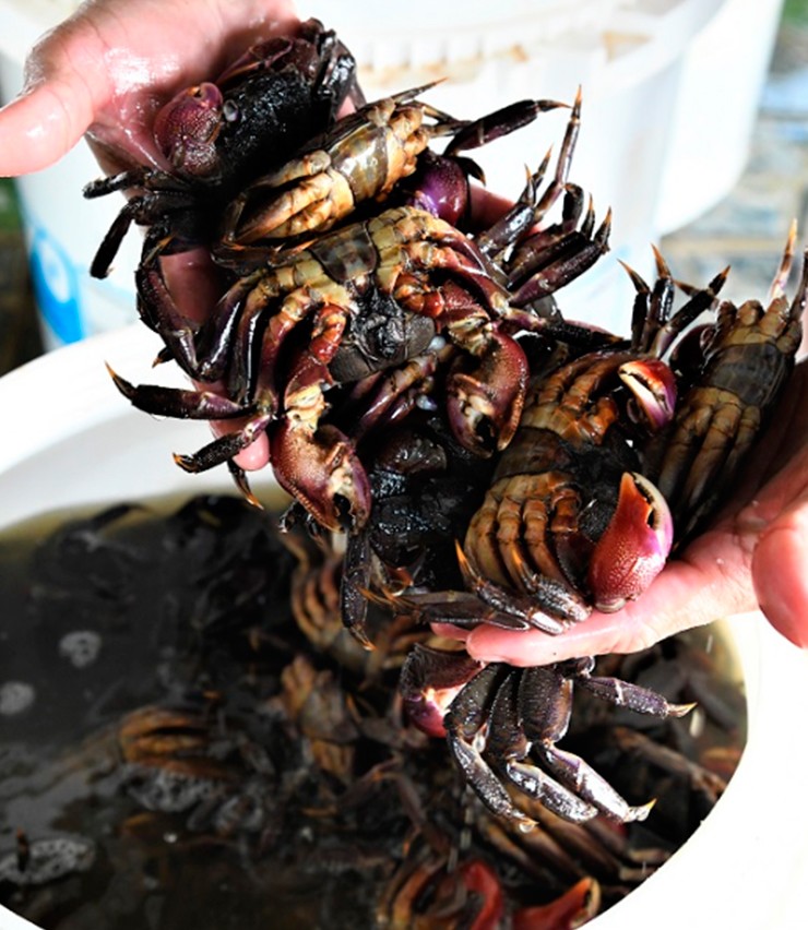 Trên chợ mạng, ba khía tươi được bán với giá 150.000 đồng/kg tùy thời điểm. Trong khi đó, ba khía muối có giá khoảng 210.000 đồng/kg.