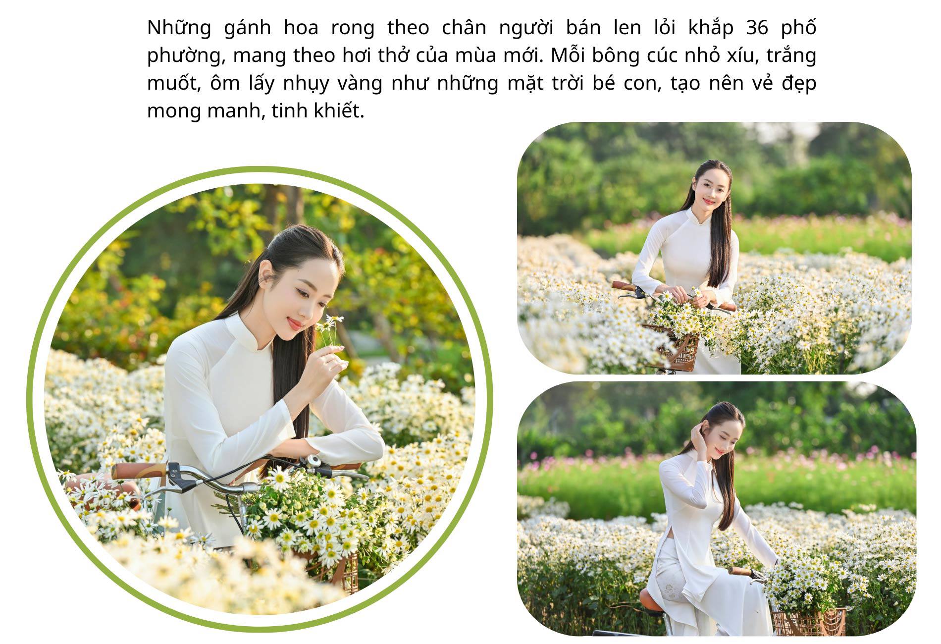 Hà Nội đẹp nao lòng với loài hoa báo mùa đông sang - 5