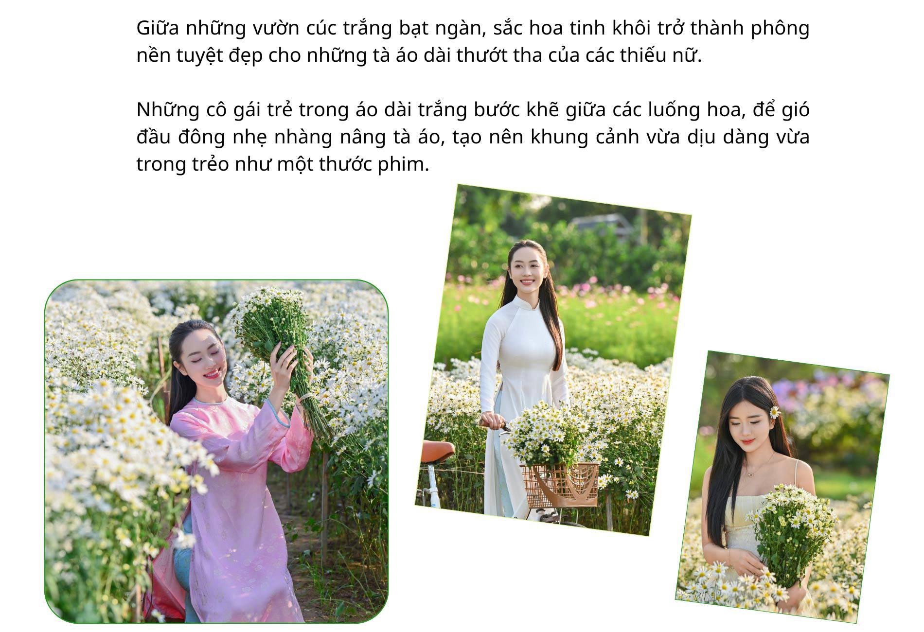 Hà Nội đẹp nao lòng với loài hoa báo mùa đông sang - 11