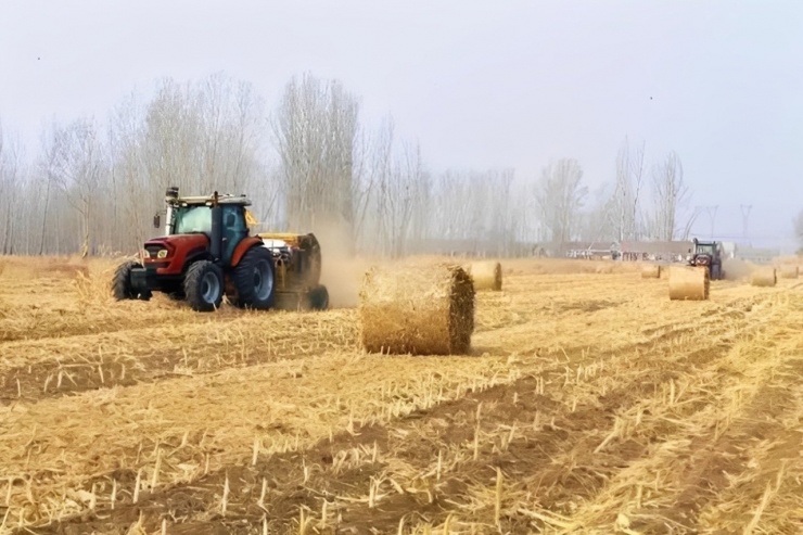 Sau vụ mùa, rơm rạ được thu gom để tái sử dụng, biến chất thải nông nghiệp thành nguồn lực kinh tế và bảo vệ môi trường. Ảnh: Baidu