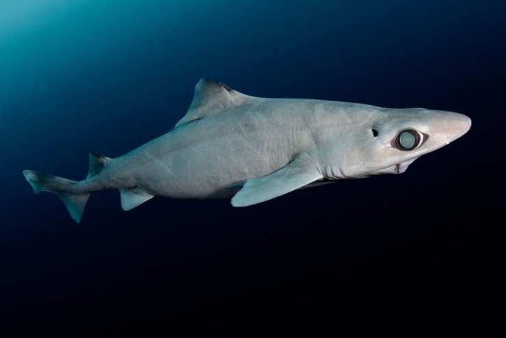 Cá mập gulper sống dưới vùng biển sâu, nơi ánh sáng không thể tới