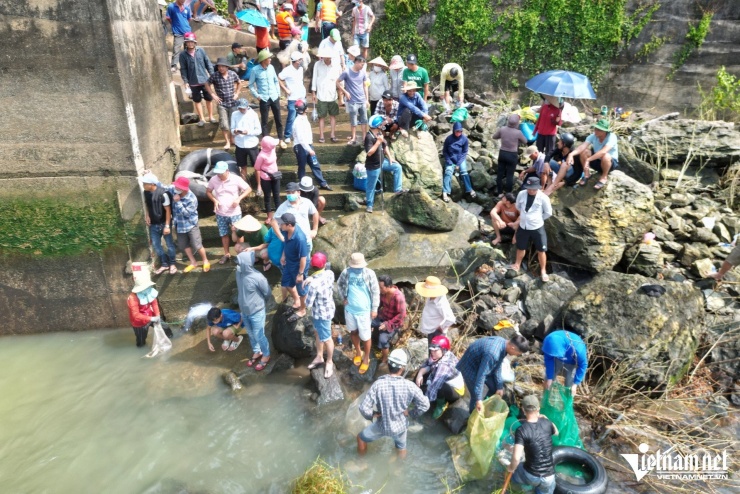 Ở chân đập, nhiều thương lái đã có mặt từ sớm với thùng xốp và cân điện tử để thu mua cá. Những con cá mè, cá lăng, cá tra dầu nặng trên 10kg, thậm chí có con gần 20kg khiến nhiều người trầm trồ
