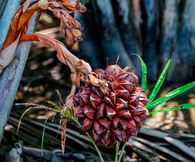 Ở các tỉnh miền Tây Nam Bộ, có một loại dừa đặc sản, đó là dừa nước. Khác hẳn loại dừa thân cao thường thấy, quả dừa nước mọc thành từng chùm lớn, tạo nên hình cầu độc đáo, khiến ai lần đầu nhìn thấy cũng thích thú.
