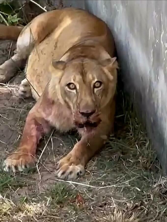 Con sư tử cái bị căng thẳng và sốc sau vụ việc. Ảnh chụp màn hình