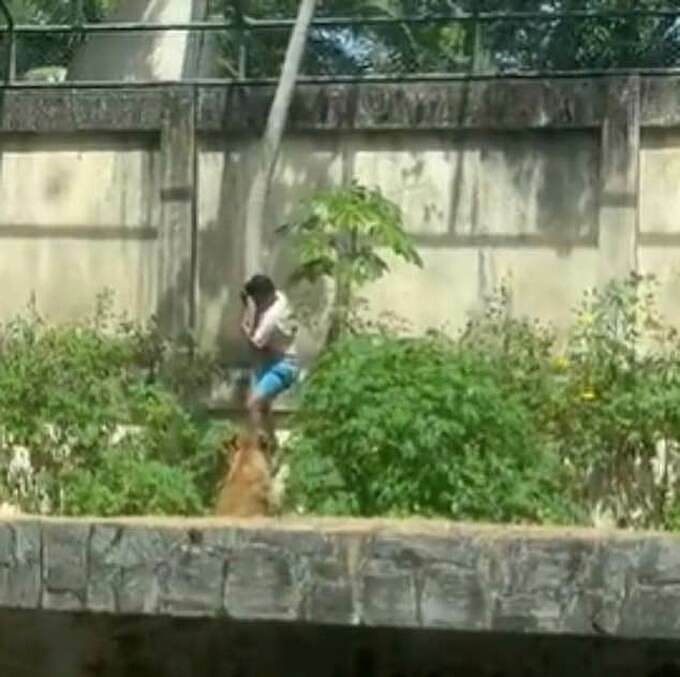 Sư tử vồ Machado khi anh này từ trên cây trèo xuống. Ảnh chụp màn hình