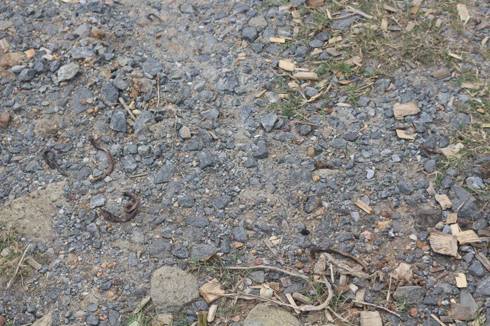 Hàng loạt giun đất trồi lên rồi chết khô ở Quảng Trị