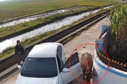 Clip: Lùi xe trúng con bò, tài xế mở cửa sơ ý và nhận cái kết “đau ví”
